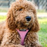 235 Good Names for Girls: A Compelling List and 243 Good Names for Boys: Your Preferred List for Golden Doodles