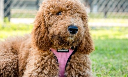 235 Good Names for Girls: A Compelling List and 243 Good Names for Boys: Your Preferred List for Golden Doodles