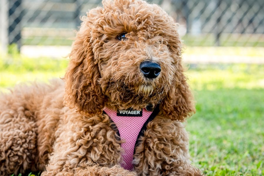 235 Good Names for Girls: A Compelling List and 243 Good Names for Boys: Your Preferred List for Golden Doodles