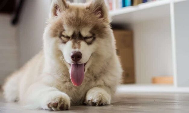 235 Good Names For A Husky: A Comprehensive List For Your Admired Companion