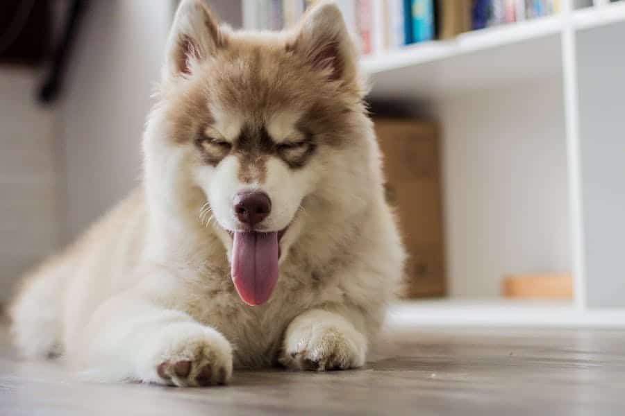 235 Good Names For A Husky: A Comprehensive List For Your Admired Companion