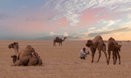 235 Good Names For Camels: A Comprehensive List for Your Favorite Camels