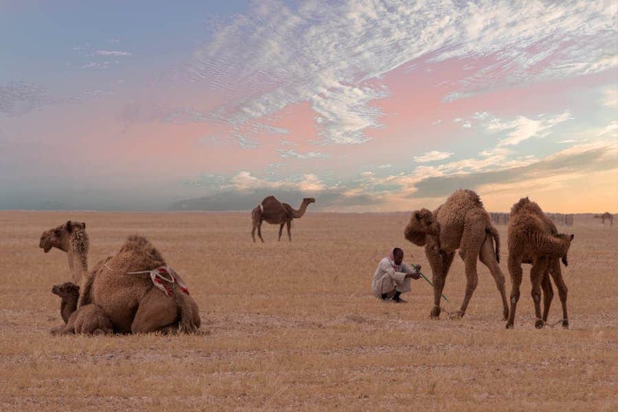235 Good Names For Camels: A Comprehensive List for Your Favorite Camels