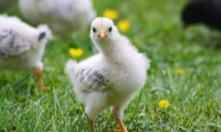 235 Good Names For Chickens Girl: A Compelling List