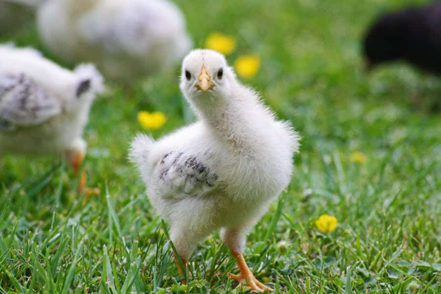 235 Good Names For Chickens Girl: A Compelling List