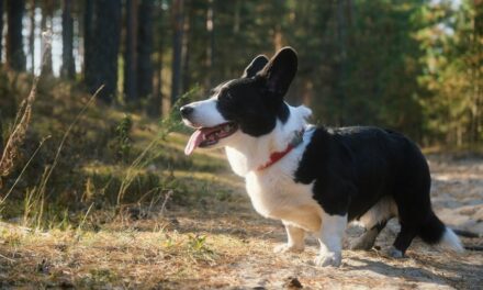300 Good Names For Corgis: A Comprehensive List for Corgi Owners