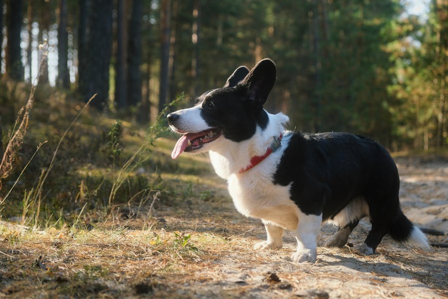 300 Good Names For Corgis: A Comprehensive List for Corgi Owners