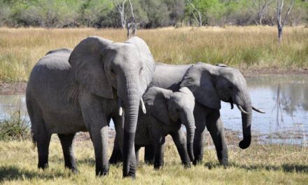 260 Good Names For Elephants: A Definitive Collection