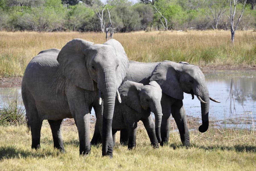 260 Good Names For Elephants: A Definitive Collection
