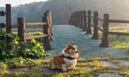 235 Good Names For Girls: A Compelling List of Good Names For Female Dogs
