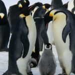 235 Good Names For Penguins: A Compelling List and More Than 250 Options