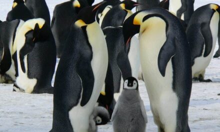 235 Good Names For Penguins: A Compelling List and More Than 250 Options