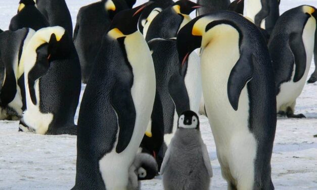 235 Good Names For Penguins: A Compelling List and More Than 250 Options