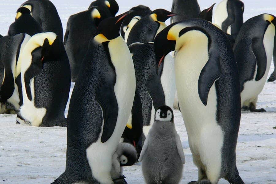 235 Good Names For Penguins: A Compelling List and More Than 250 Options