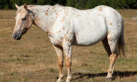 250 Good Names For Unicorns: The Ultimate List for Magical Beings