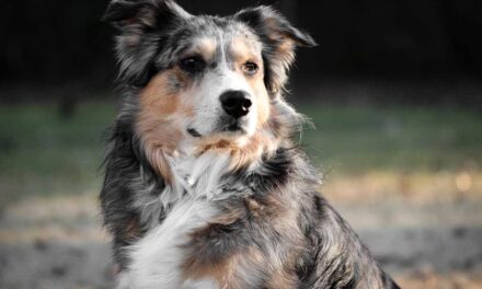 235 Good Names for Australian Shepherds: A Compelling List for Your Loyal Companion