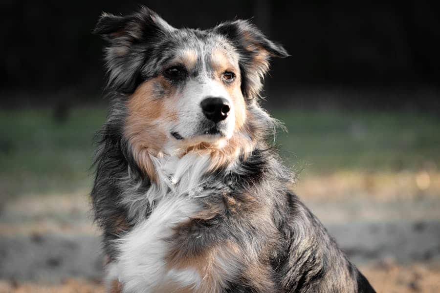 235 Good Names for Australian Shepherds: A Compelling List for Your Loyal Companion
