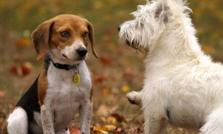 300 Good Names for Beagles: A Comprehensive List of Charming Choices