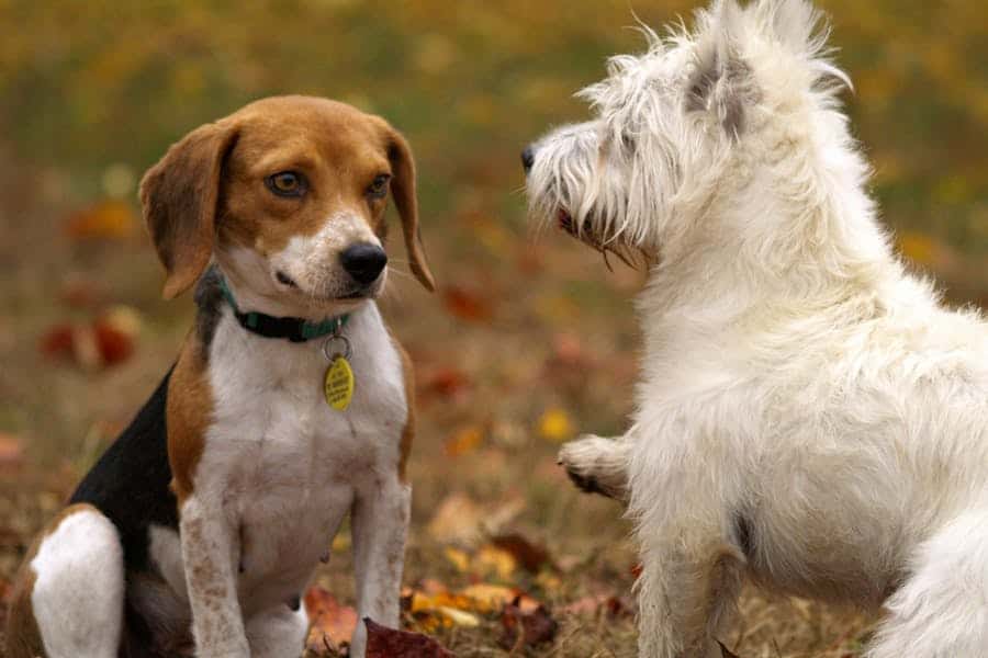 300 Good Names for Beagles: A Comprehensive List of Charming Choices