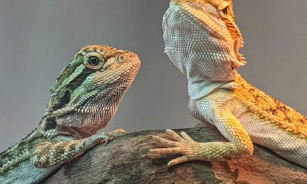 235 Good Names for Bearded Dragons: A Compelling List for Reptile Lovers