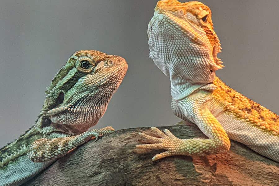 235 Good Names for Bearded Dragons: A Compelling List for Reptile Lovers