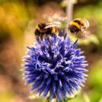 235 Good Names for Bees: An Extensive List for Your Hive