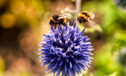 235 Good Names for Bees: An Extensive List for Your Hive