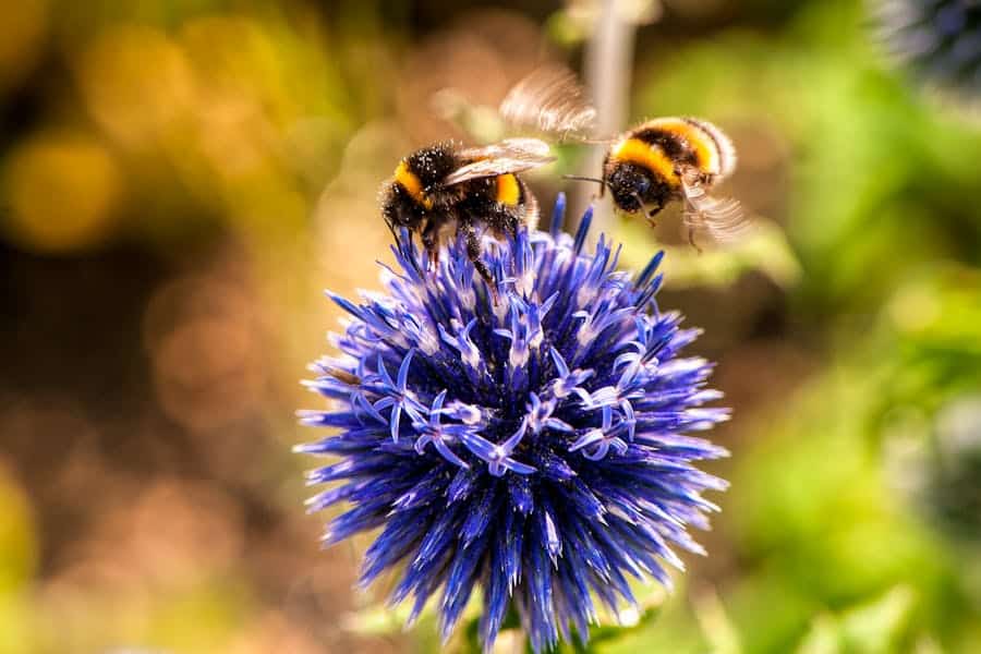 235 Good Names for Bees: An Extensive List for Your Hive