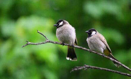 257 Good Names for Birds: A Comprehensive and Engaging List