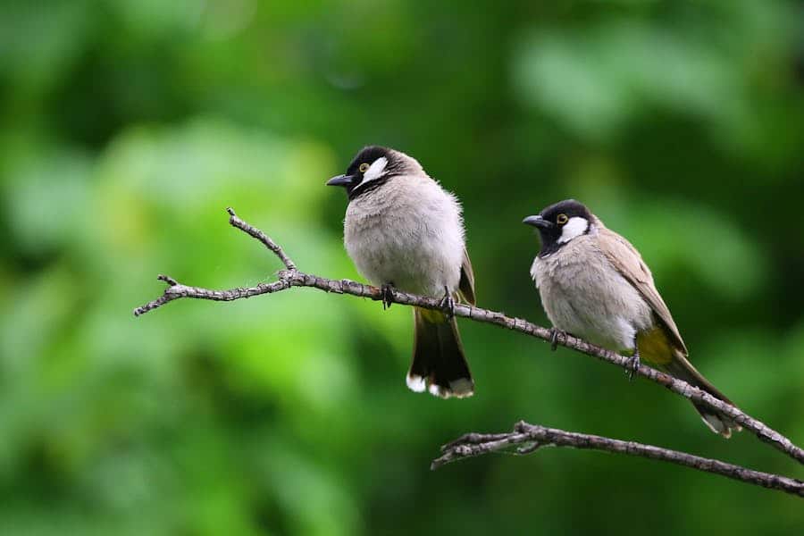 257 Good Names for Birds: A Comprehensive and Engaging List