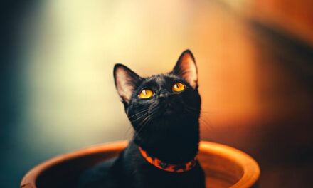 300+ Good Names for Black Cats: A Comprehensive and Preferred List