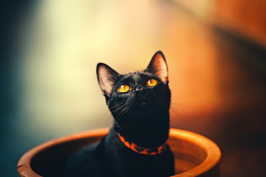 300+ Good Names for Black Cats: A Comprehensive and Preferred List
