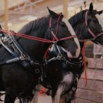 235 Good Names for Black Horses: An Extensive and Practical List