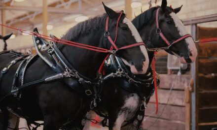 235 Good Names for Black Horses: An Extensive and Practical List