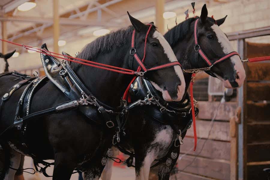 235 Good Names for Black Horses: An Extensive and Practical List