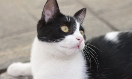 235 Good Names for Black and White Cats: A Compelling List for Every Cat Owner