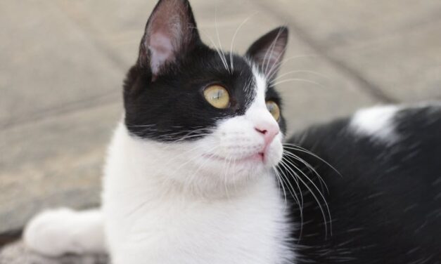 235 Good Names for Black and White Cats: A Compelling List for Every Cat Owner