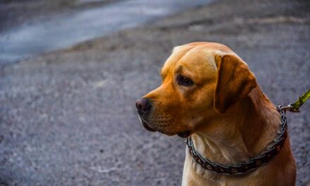 235 Good Names for Brown Dogs: Your Preferred List of Unique Choices