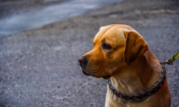 235 Good Names for Brown Dogs: Your Preferred List of Unique Choices