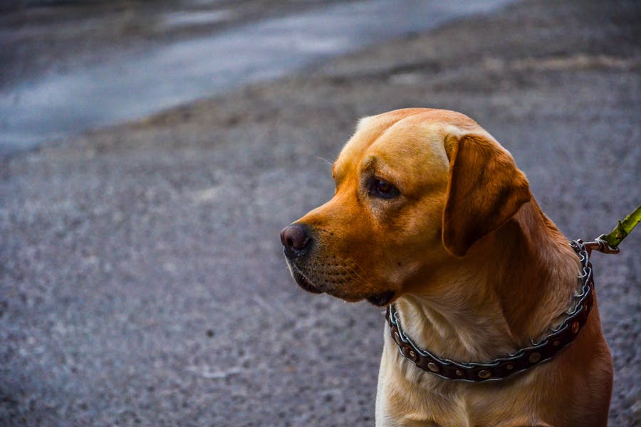 235 Good Names for Brown Dogs: Your Preferred List of Unique Choices