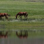 235 Good Names for Brown Horses: A Compelling List for Your Equine Friend