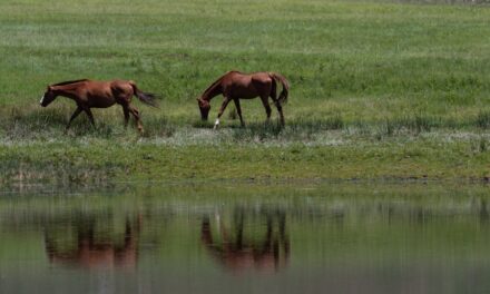 235 Good Names for Brown Horses: A Compelling List for Your Equine Friend