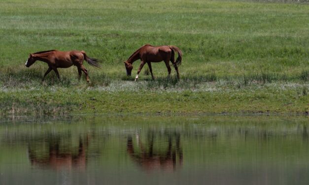235 Good Names for Brown Horses: A Compelling List for Your Equine Friend