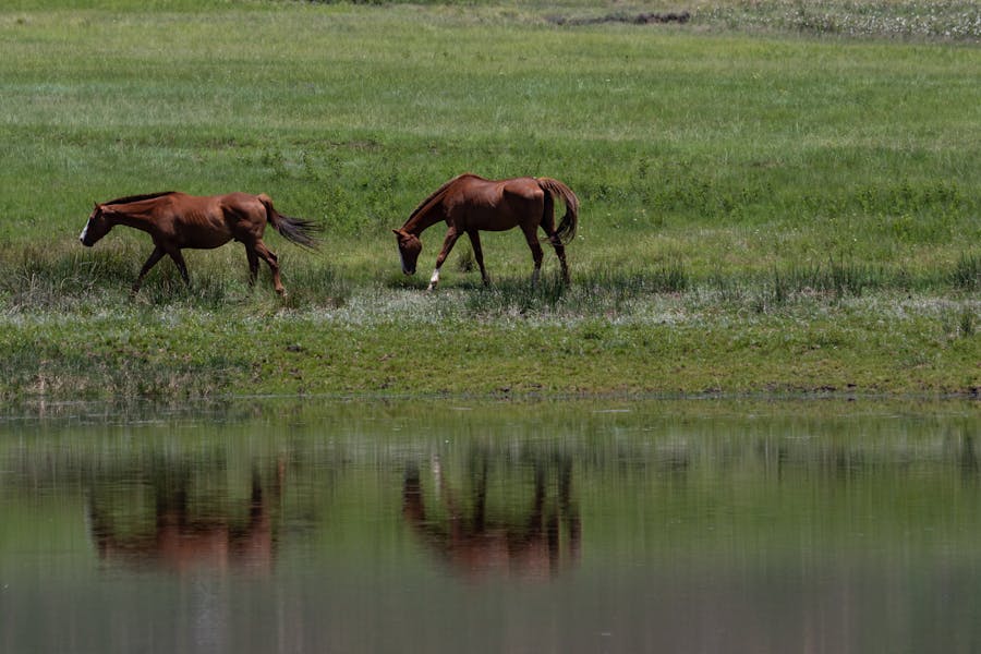 235 Good Names for Brown Horses: A Compelling List for Your Equine Friend
