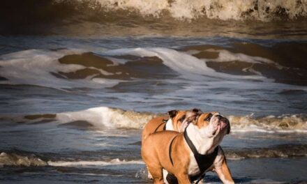 260 Good Names for Bulldogs: A Comprehensive List for Your Favorite Companion