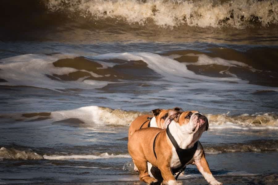 260 Good Names for Bulldogs: A Comprehensive List for Your Favorite Companion