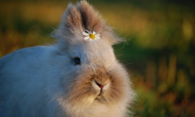 235 Good Names for Bunnies: A Compelling List to Inspire Your Furry Companion