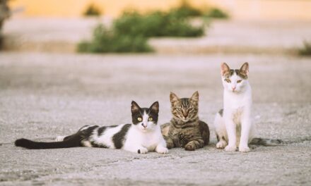 235 Good Names for Calico Cats: A Comprehensive and Creative List to Name Your Feline Friend