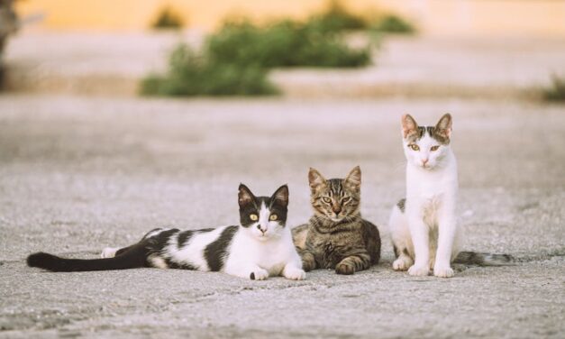 235 Good Names for Calico Cats: A Comprehensive and Creative List to Name Your Feline Friend