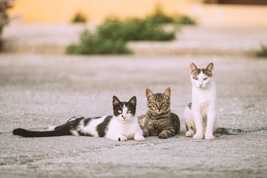 235 Good Names for Calico Cats: A Comprehensive and Creative List to Name Your Feline Friend